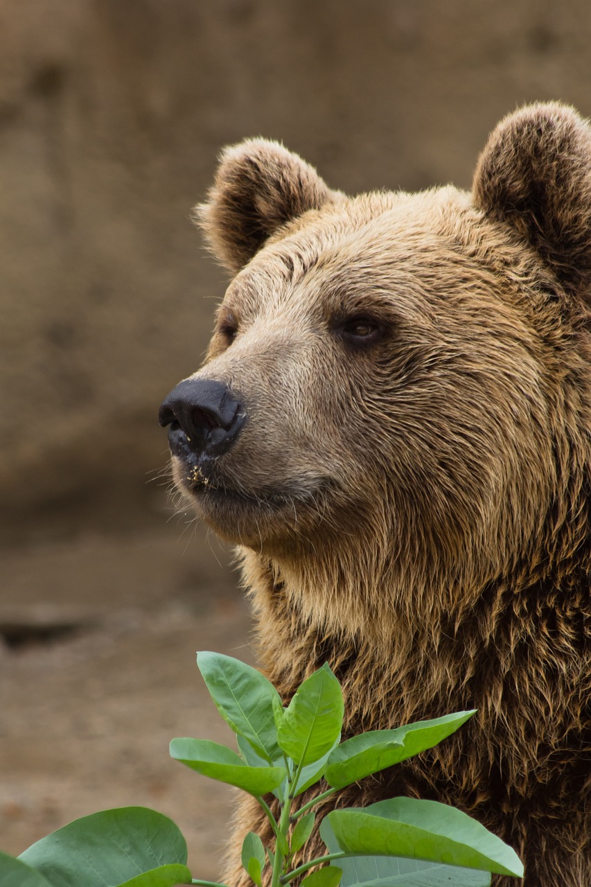 Grizzly Bear face closeup